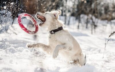 11 saker att göra med hund i Åre