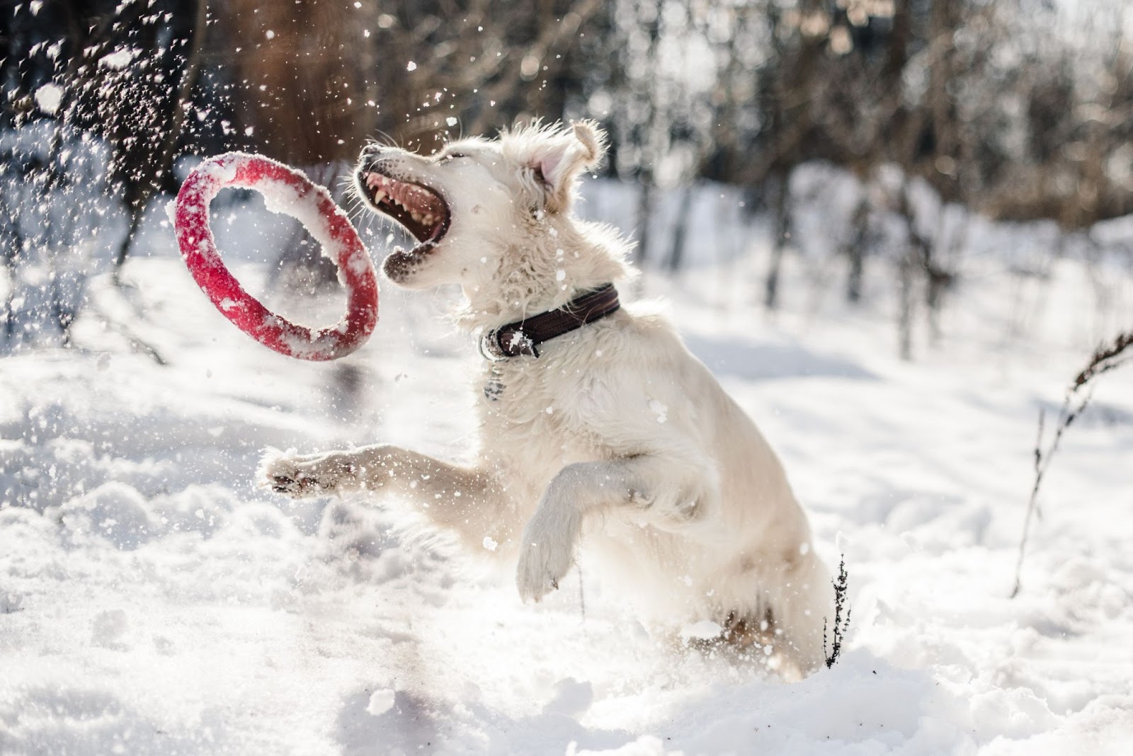 Hund i Åre